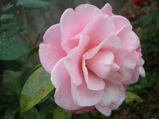 DSC08874.JPG
