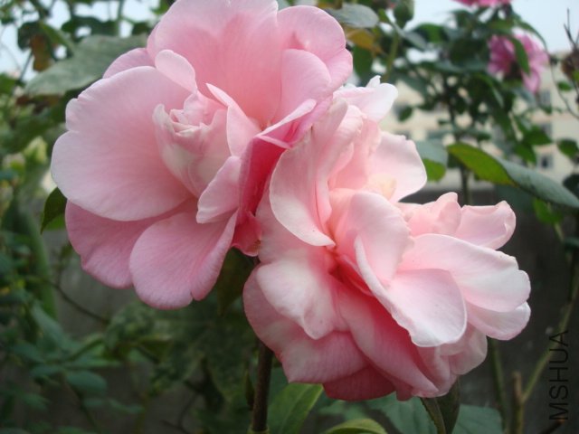 DSC08856.JPG