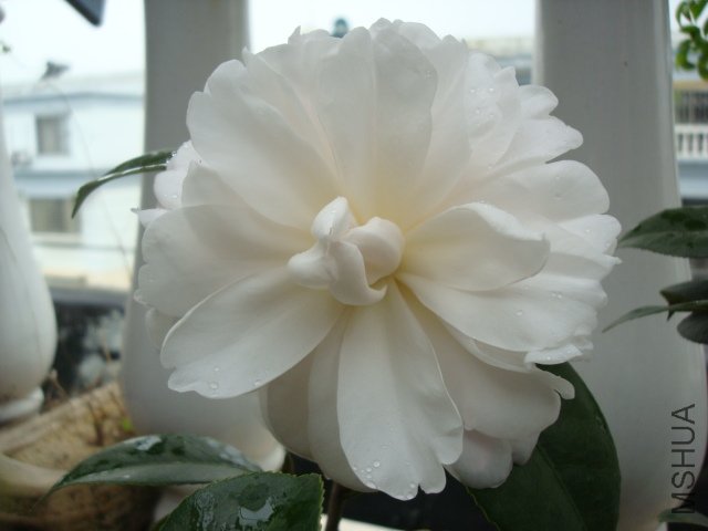 DSC08915.JPG