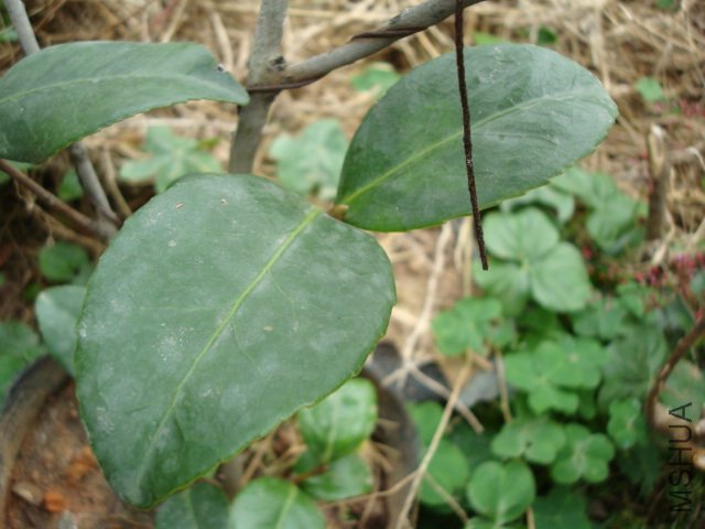 DSC08811.JPG