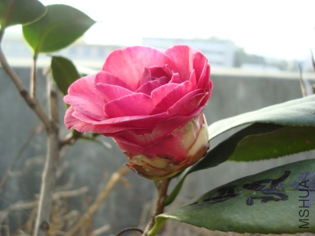 DSC08732.JPG
