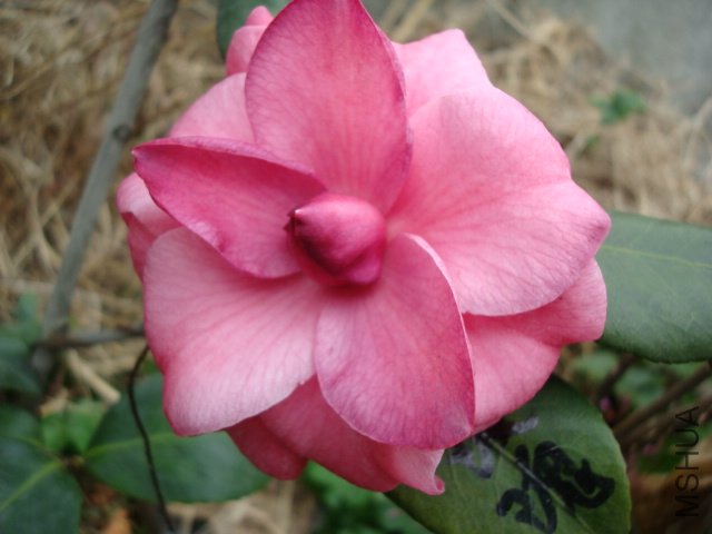 DSC08770.JPG