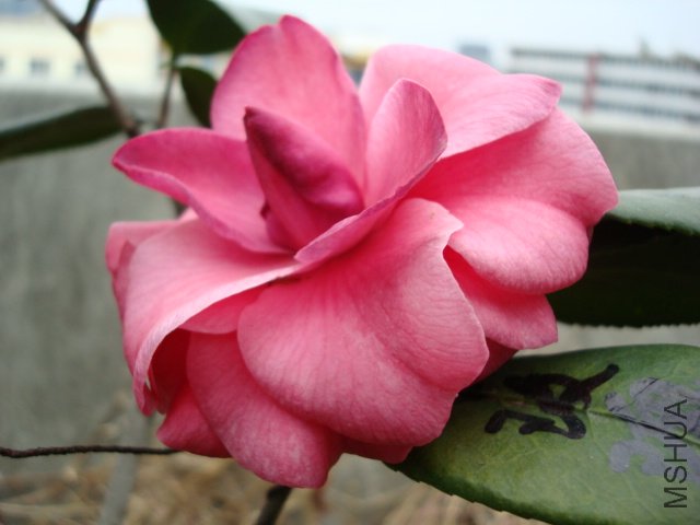 DSC08767.JPG