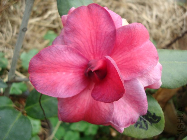 DSC08810.JPG