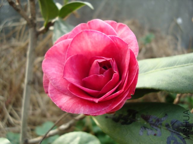 DSC08731.JPG