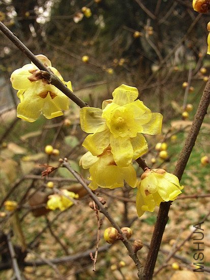 RIMG0117.jpg