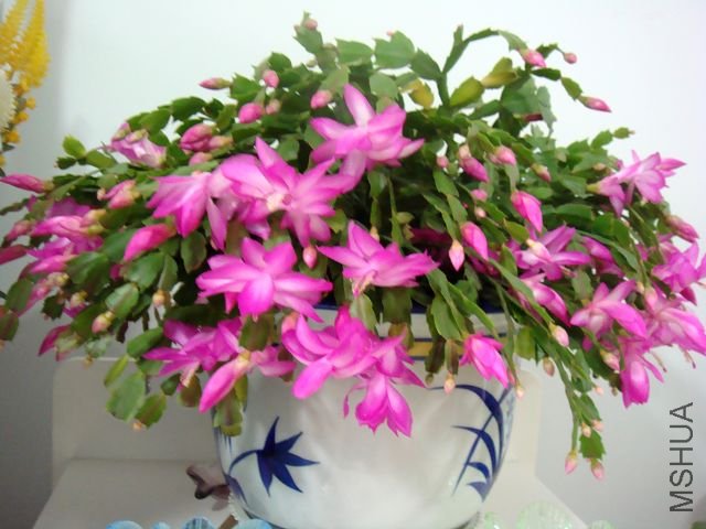 DSC01844.JPG