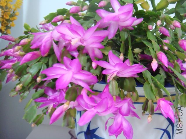 DSC01846.JPG