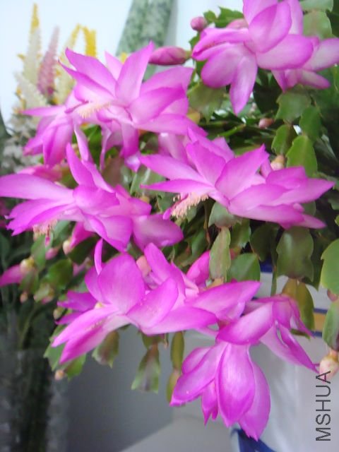 DSC01847.JPG