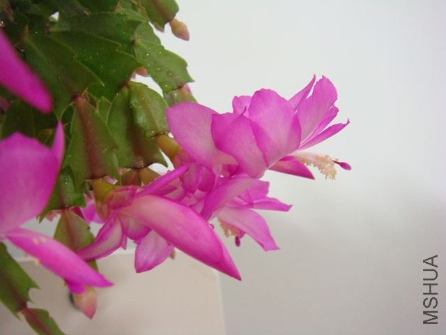 DSC01855.JPG