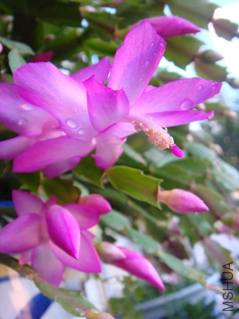 DSC01804.JPG