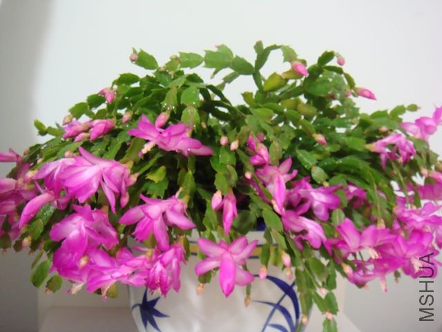 DSC01854.JPG