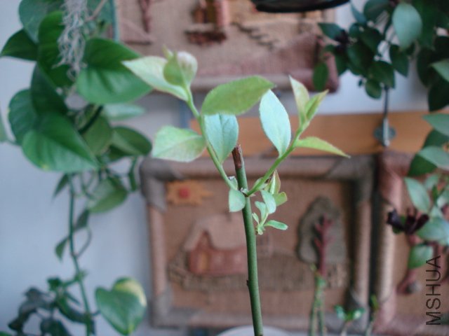 DSC04156.JPG