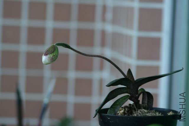 ������С IMG_0431.JPG