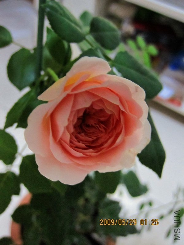 ҹ��Abraham Darby�Ĳ���