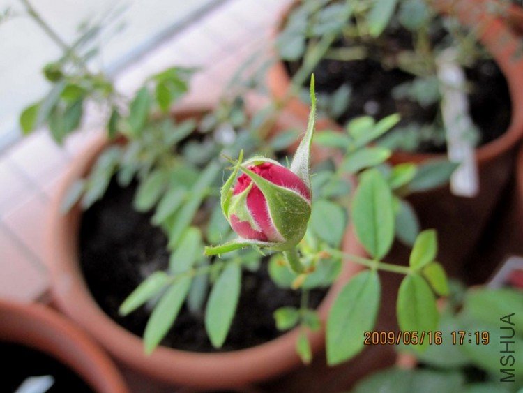 william shakespeare2000