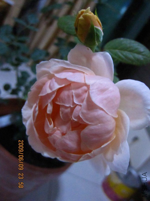 ���Ͽ�����