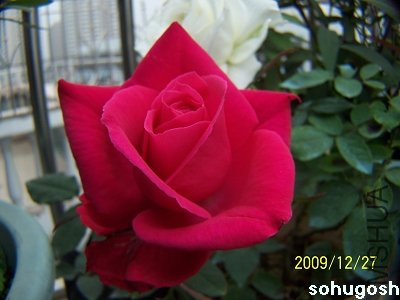 100_7384.jpg