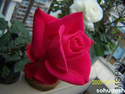 100_7388.jpg