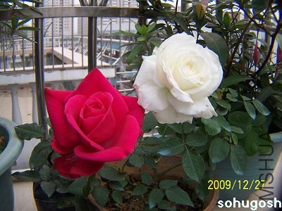 100_7395.jpg