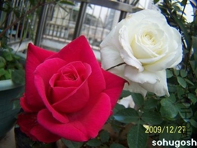 100_7391.jpg