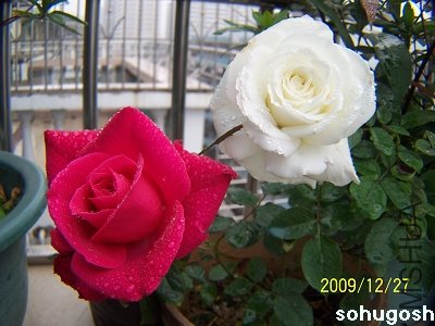100_7433.jpg