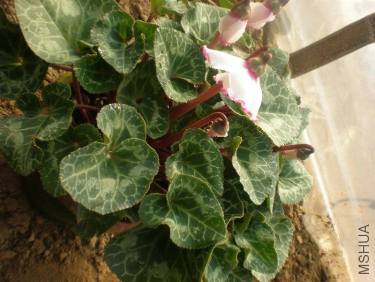 PC260013.JPG
