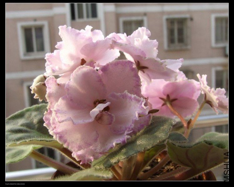 DSCF5293.jpg