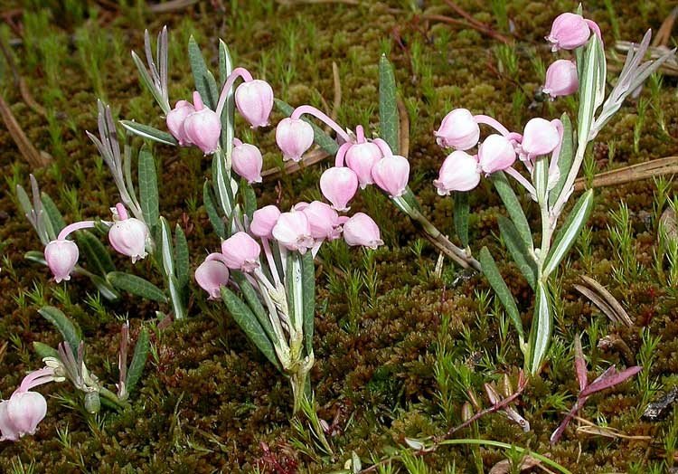 andromeda_polifolia.jpg