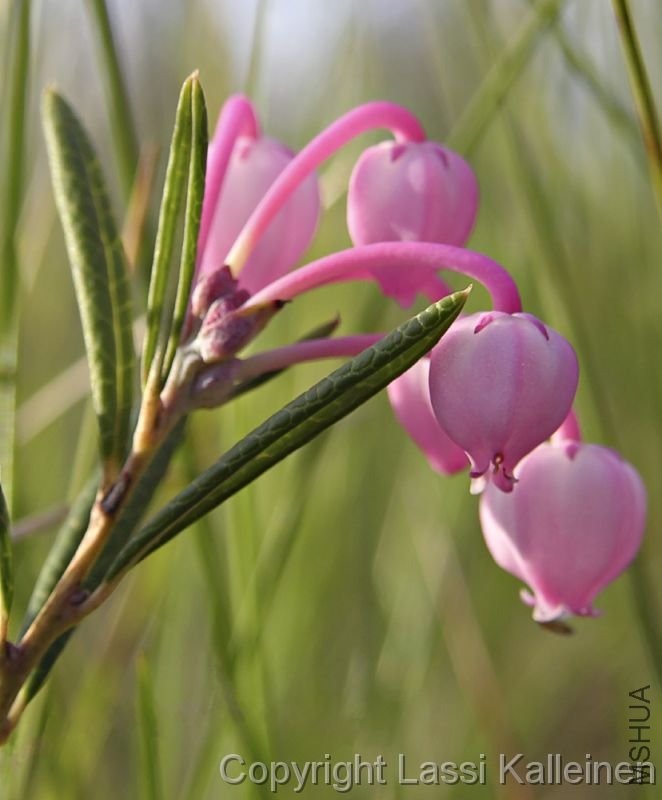 Suokukka Andromeda polifolia.jpg