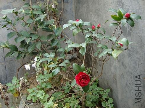 DSC00009.JPG