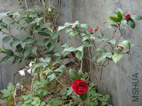 DSC00008.JPG