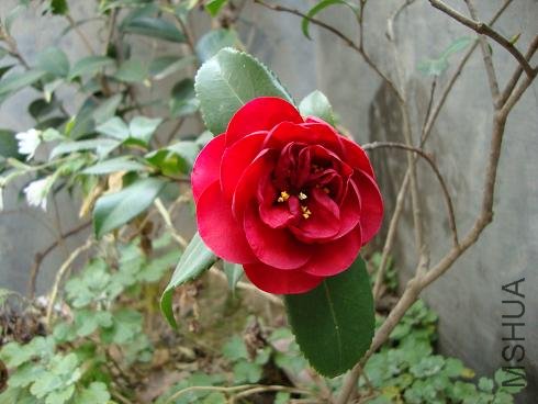 DSC00006.JPG