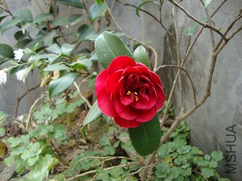 DSC00007.JPG