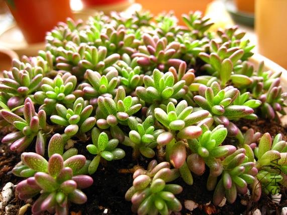 ������ �ܿɰ�