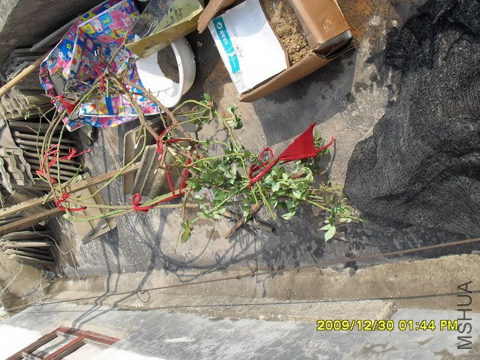 ̫���˵ð�֦������������������Ȧ