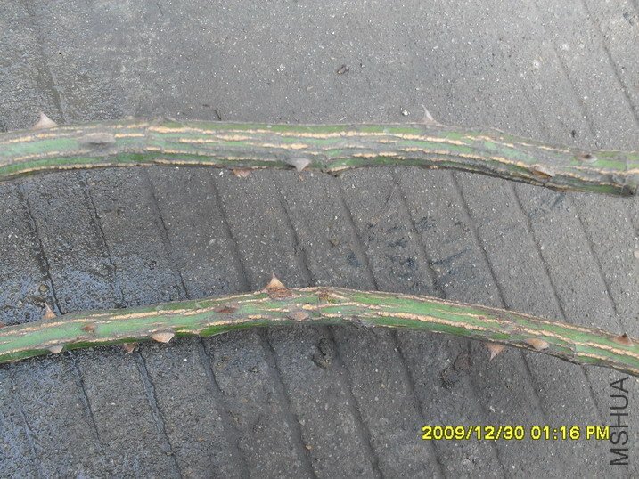 ��ͷ�ʴֵĸ�