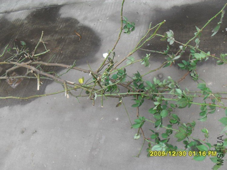 ֦Ҷ���еĶ���