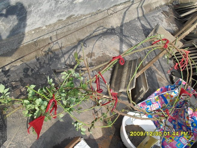 ̫���˵ð�֦������������������Ȧ