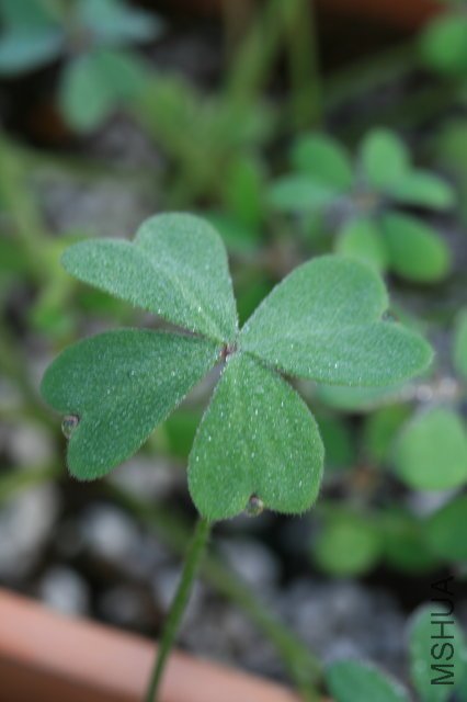 oxalis 2009 12 24.jpg