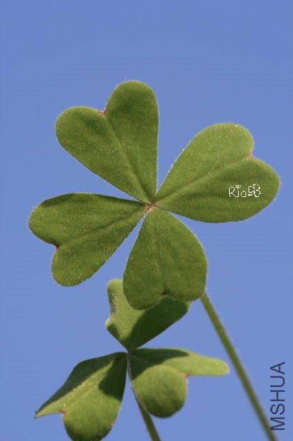 oxalis 2009 12 20.jpg