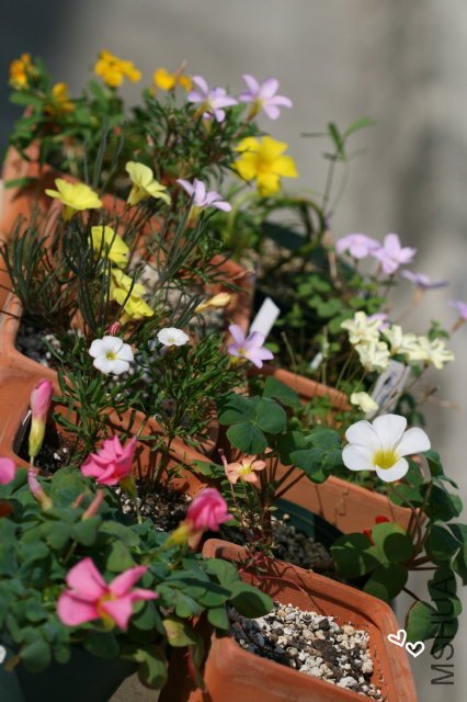 oxalis 2009 12 13.jpg