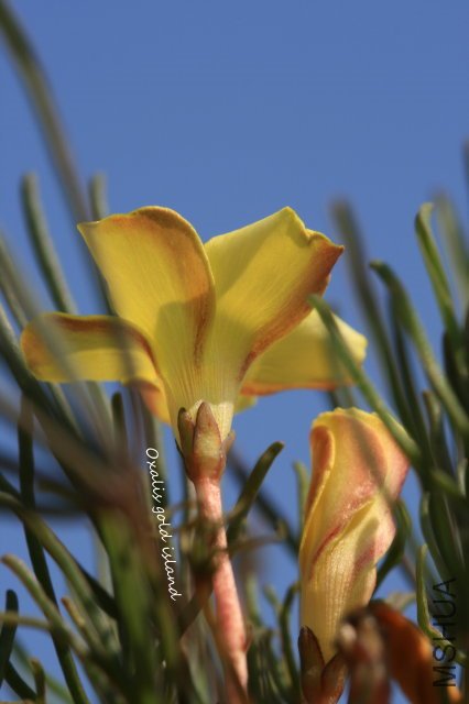 gold island 2009 12 20.jpg