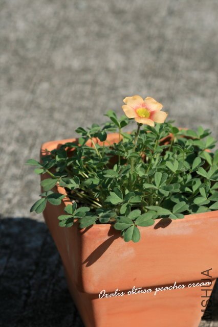 obtusa peaches & cream 2009 12 24_6.jpg