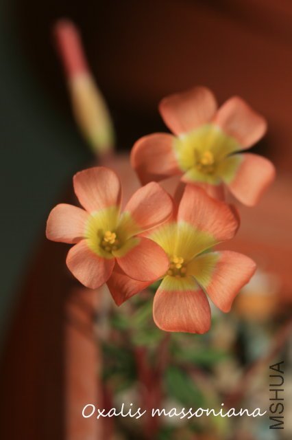 massoniana 2009 12 20.jpg