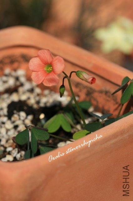 stenorrhyncha 2009 12 20.jpg