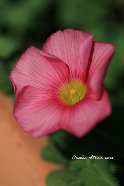 obtusa rose 2009 12 24_1.jpg