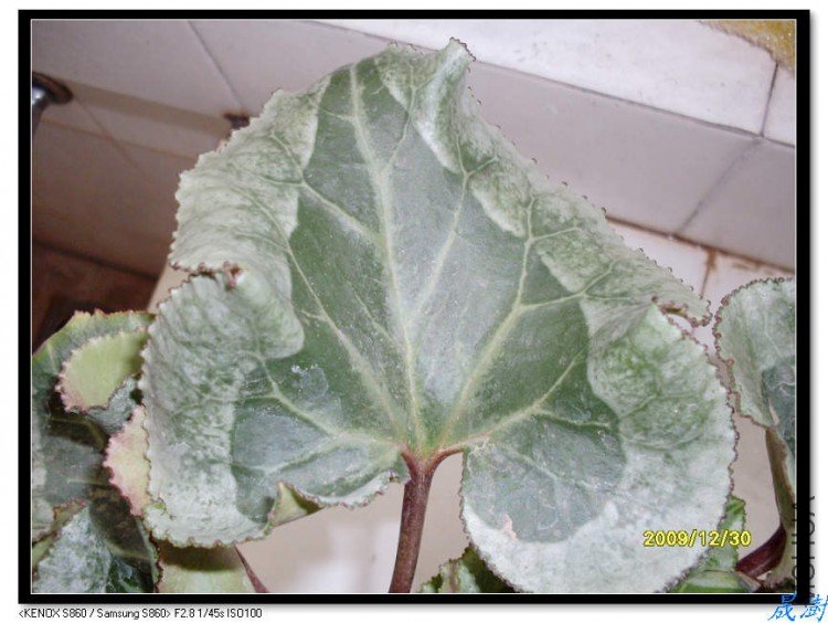 �ô��Ҷ�ӣ���10cmX10cm�أ�