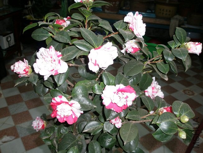 PC273831.JPG