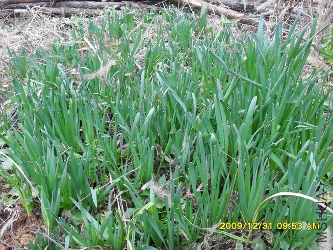 �й�ˮ��Ⱥֲ